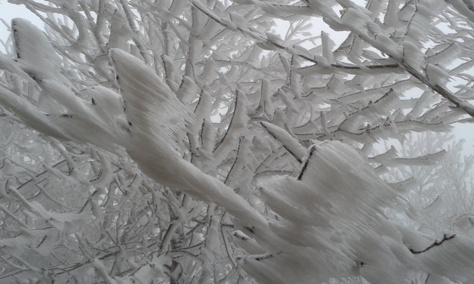 Vastag zúzmara borítja a fákat a János-hegyen