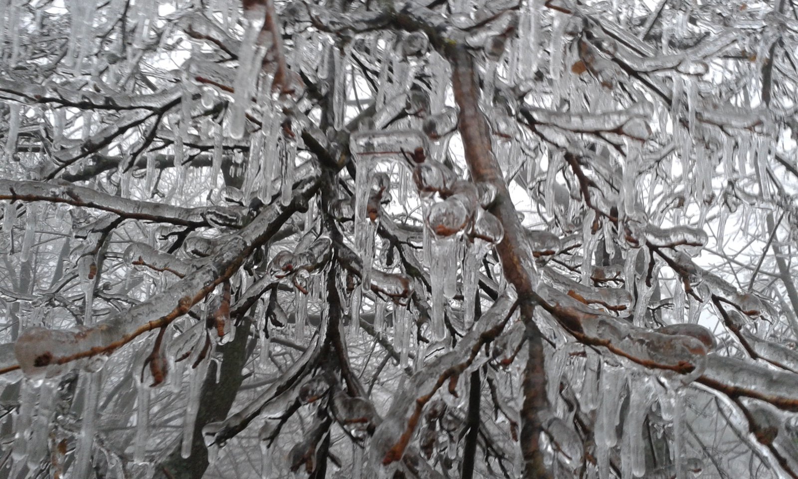 Minden ágat vastagon beborított jéggel az ónos eső