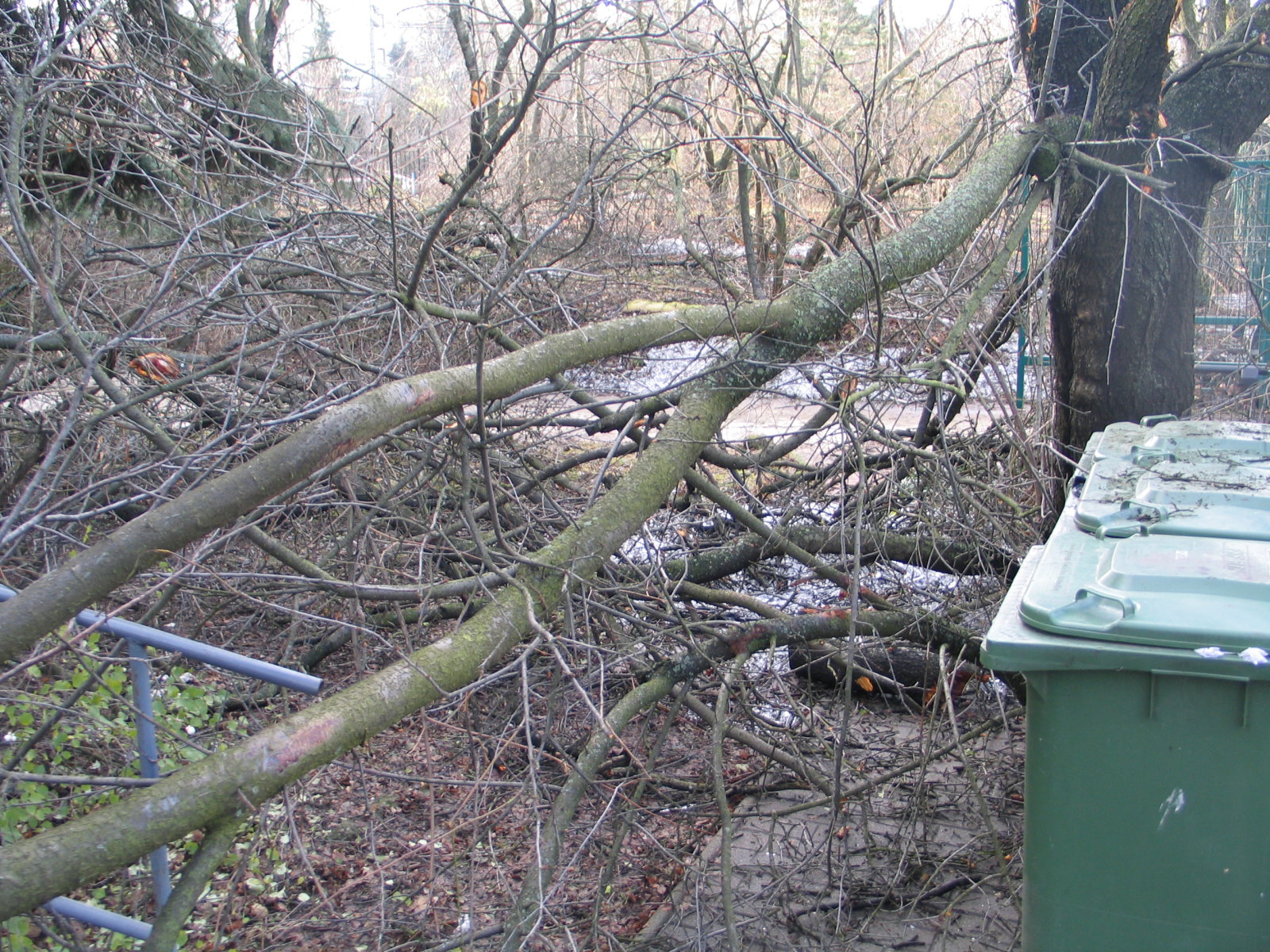 A kertet mindenfelé leszakadt ágak borítják