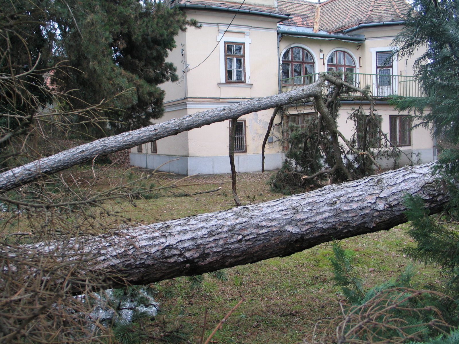 Két nagy fenyő is kidőlt ebben a kertben