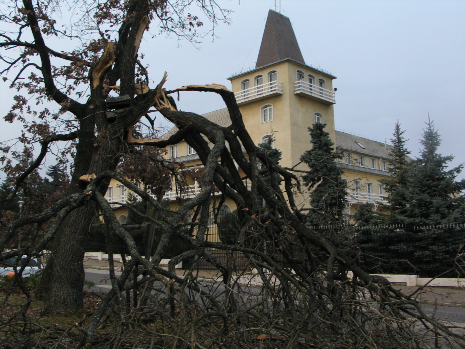 Ez a tölgy nem bírta az ónos eső által okozott terheket