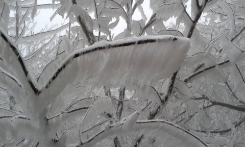 Vastag zúzmara borítja a fákat a János-hegyen