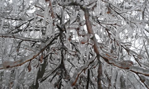 Minden ágat vastagon beborított jéggel az ónos eső