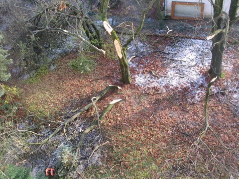 Megsérült, kidőlt fák a kertben