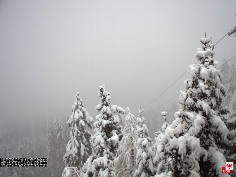 Kelet-Tirolban roskadoznak a fenyőfék