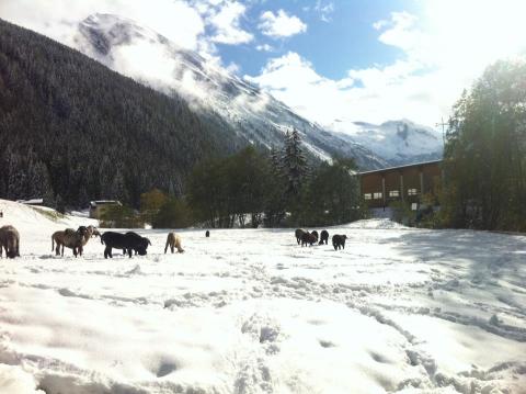 Birkák a hóban - Fotó: Hintertux