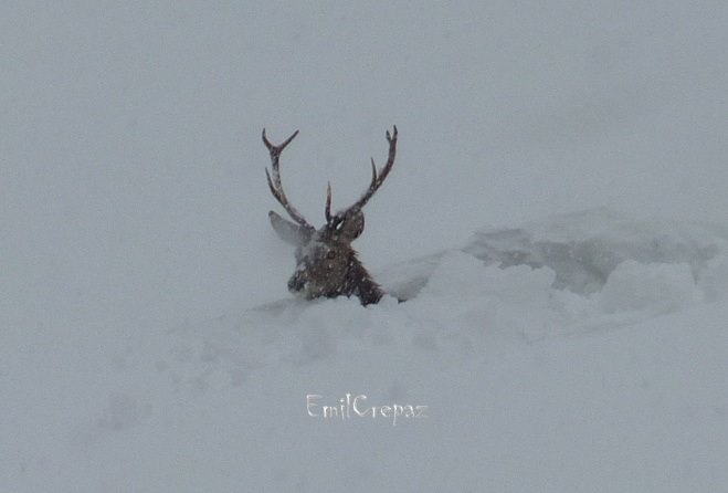 Az állatoknak sem könnyű (Kép: Emil Crepaz / Facebook)