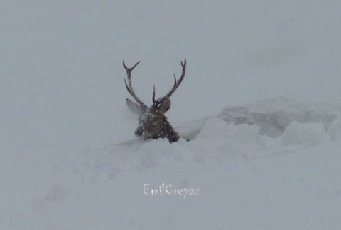 Az állatoknak sem könnyű (Kép: Emil Crepaz / Facebook)
