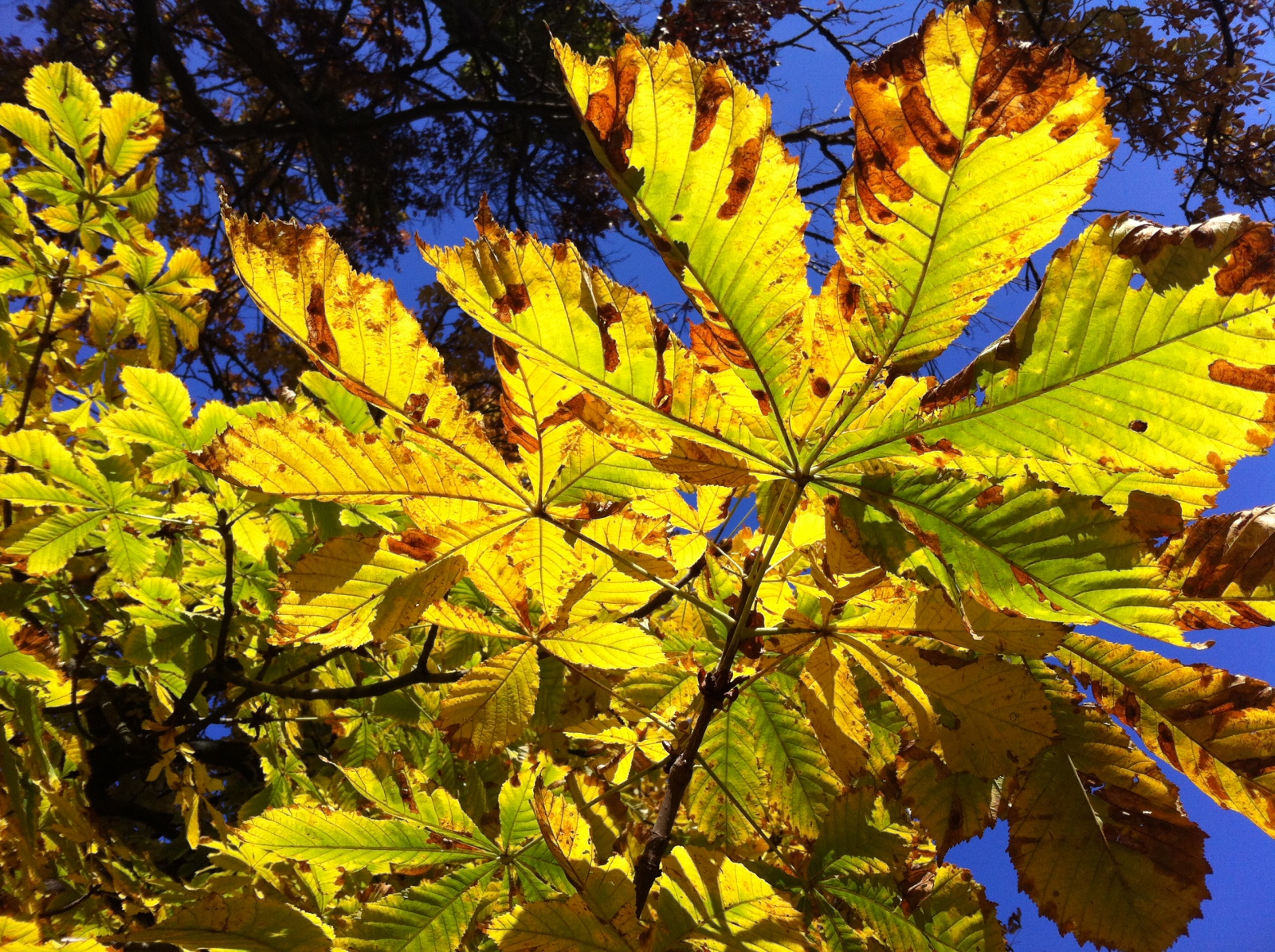 kék az ég, és zöld a... :)