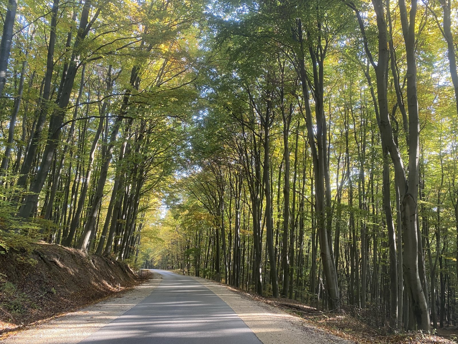 Gyönyörű út kanyarog az erdőben a Síaréna ún. alsó parkolójába