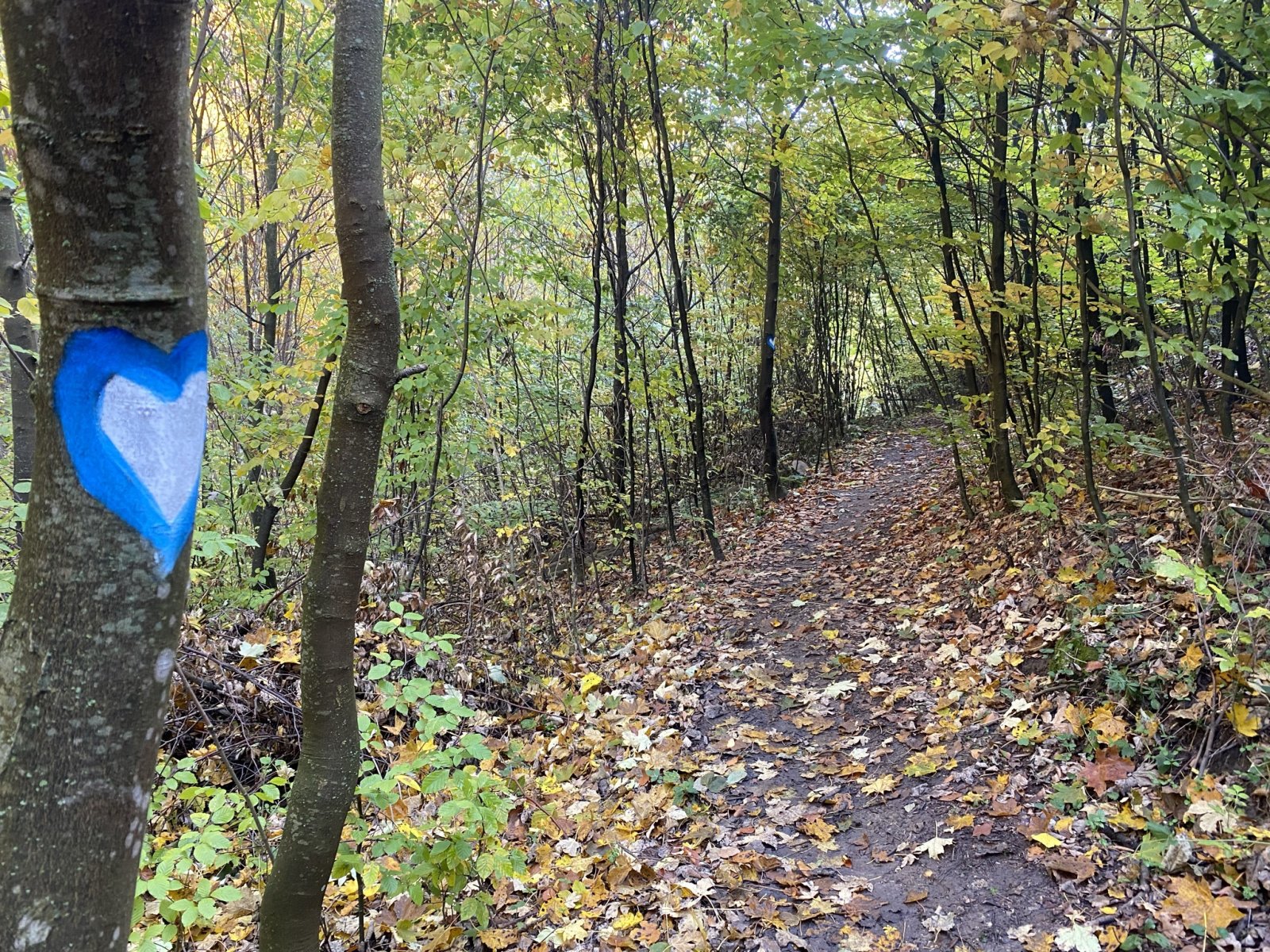 A kék szív "túra" jelzést kell követni