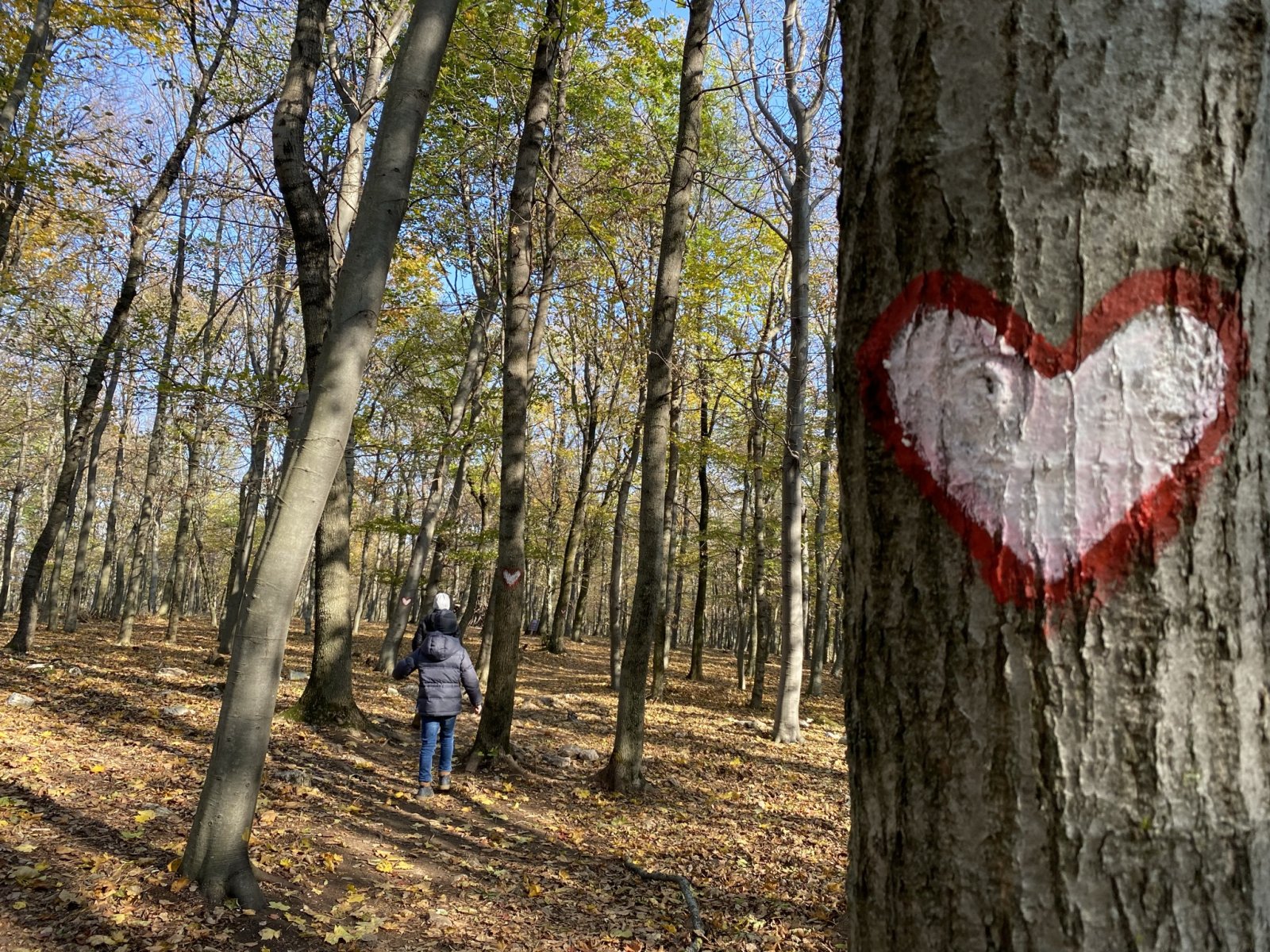 A piros szív jelzéseket kell követni