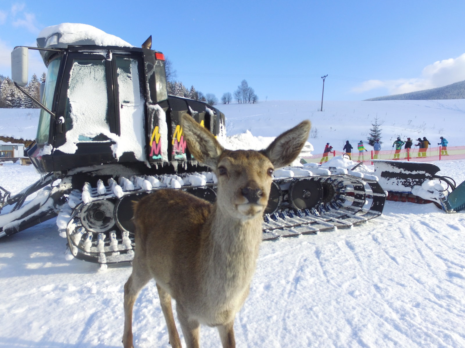 Bambi, a telgárti sípálya őzikéje