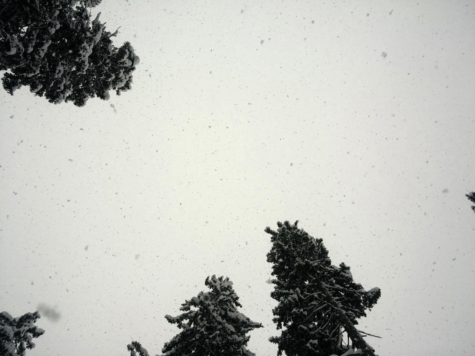 Ez a hegyoldal annyira szélvédett, hogy függőlegesen hullik a hó, miközben a csúcson süvít az északi szél