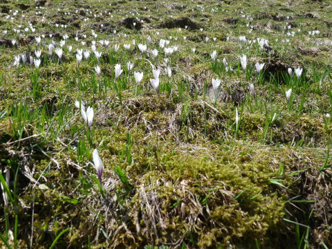 olvad a hó, az relső virág a kikerics