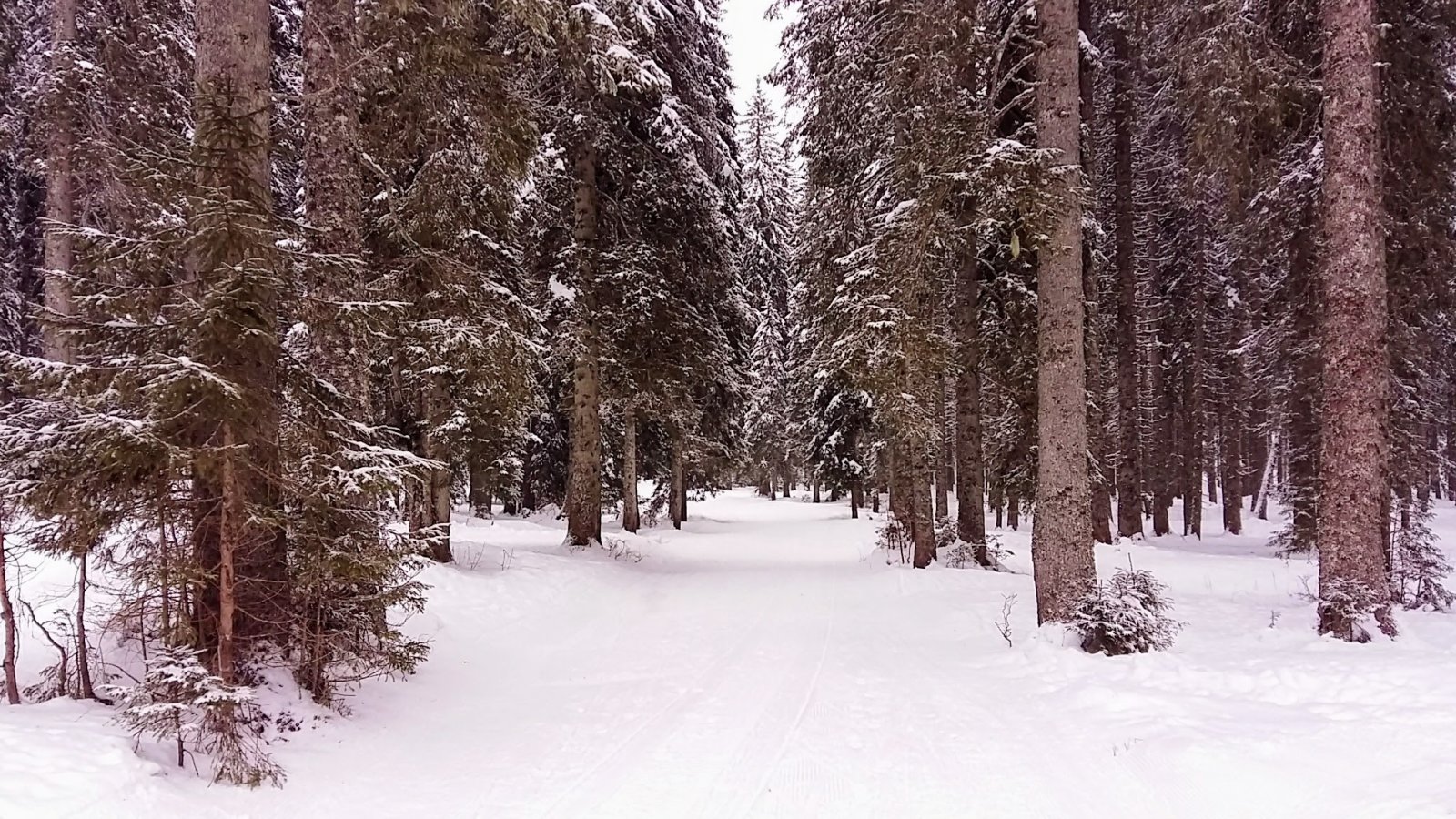 Erdei út fenyvesben. 