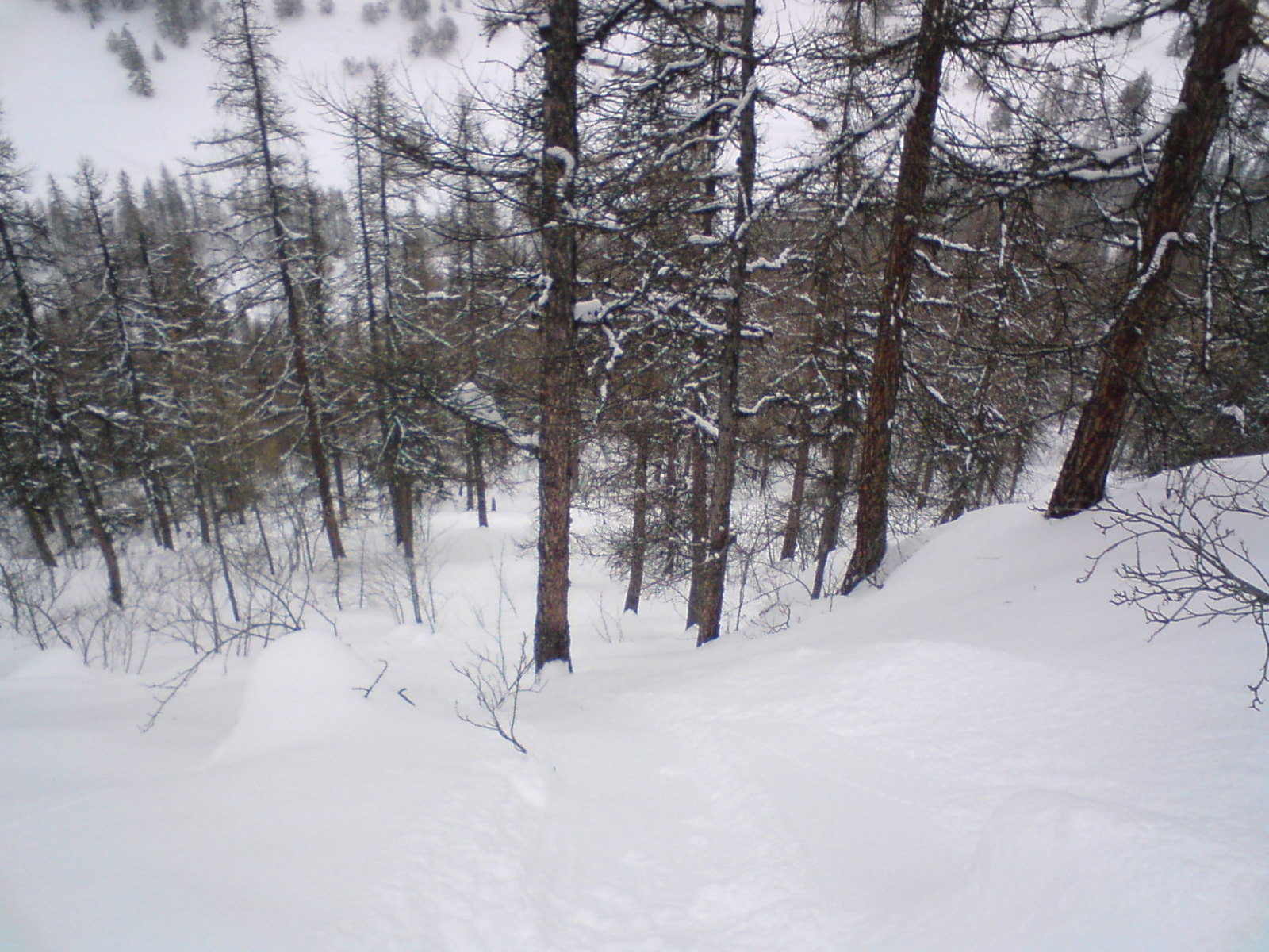 Jó meredekségű ritkás erdő a túlsó oldalon