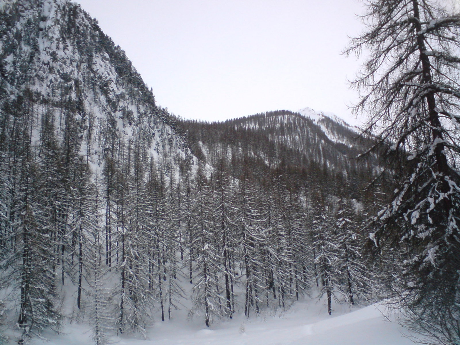 Vallon de Narreyroux, Az erdő lentről