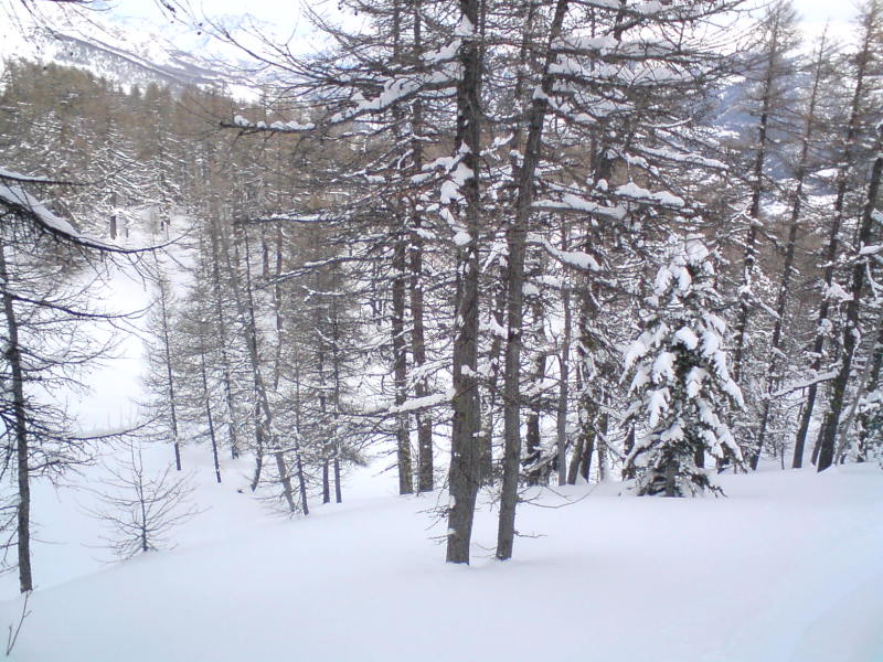 Risoul, A Combal felvonó melletti erdő