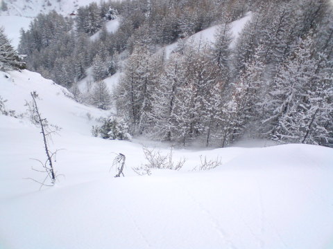 Vars, Itt jó lesz letérni (Forest pálya)