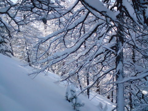 Risoul, Könnyű erdő