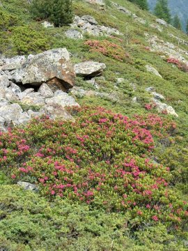 Rhrodondendró bokrok