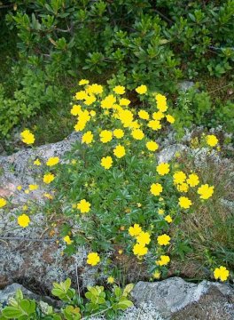 ...borítják a hegyoldalak