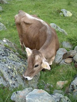 Szabadon legelésző tehén...