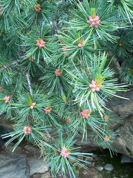 ...fák látványa...