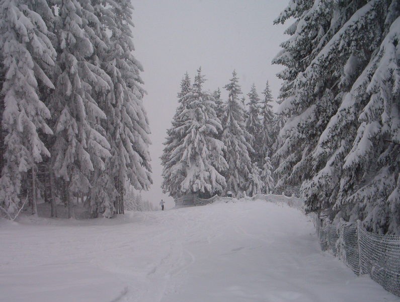 Havas fenyőfák az Osthang bejáratánál - Kattints a képre a nagyításhoz