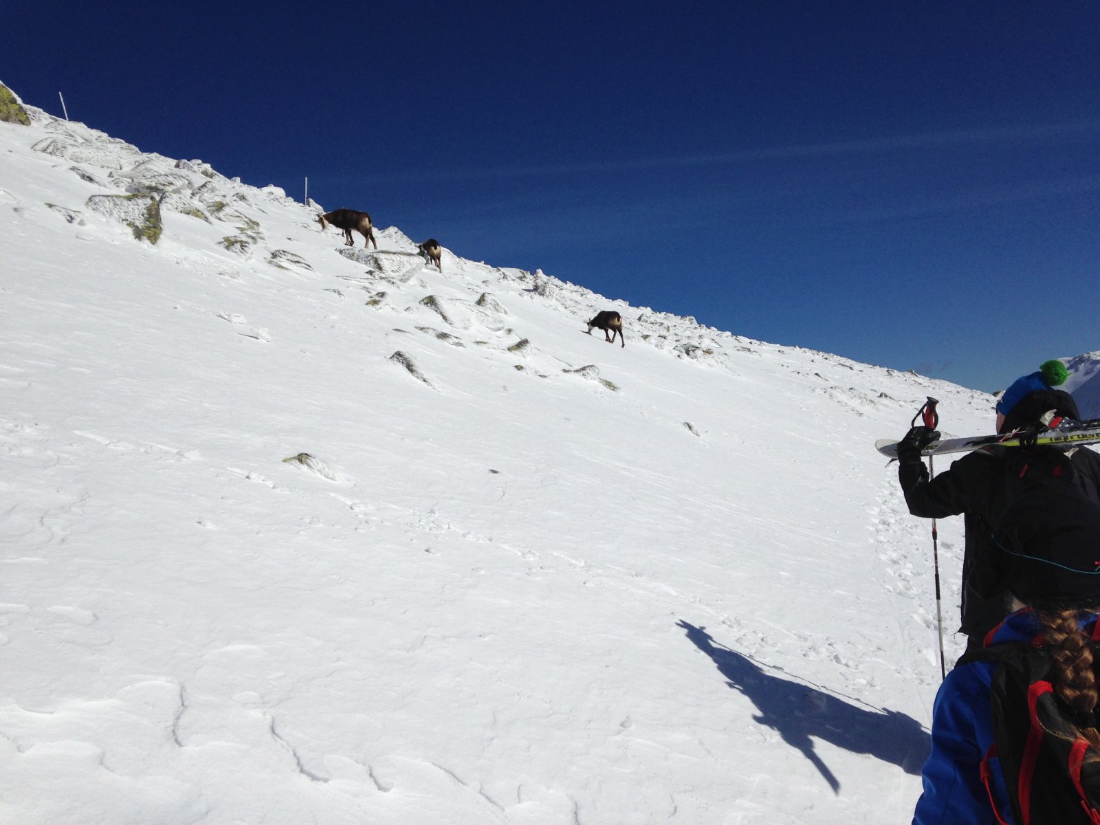 Közelítünk a zergékhez