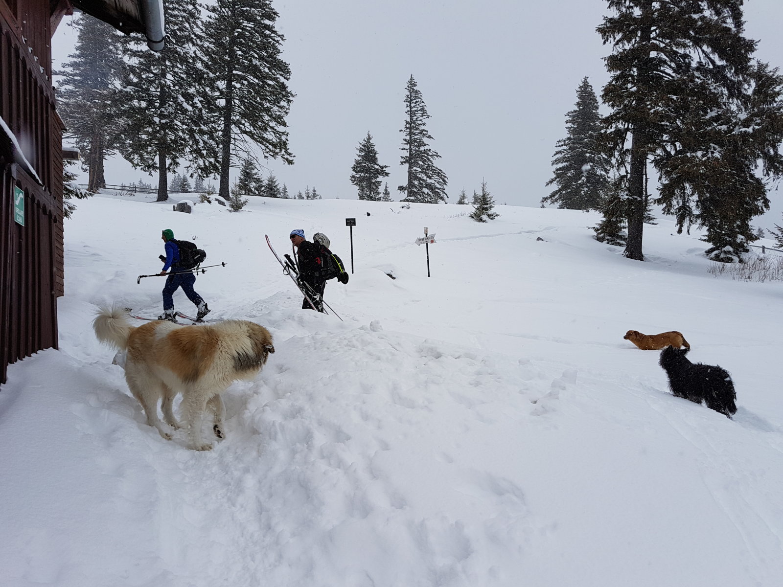 Hangos fogadtatás a Vigyázó-menedékháznál (1430m)