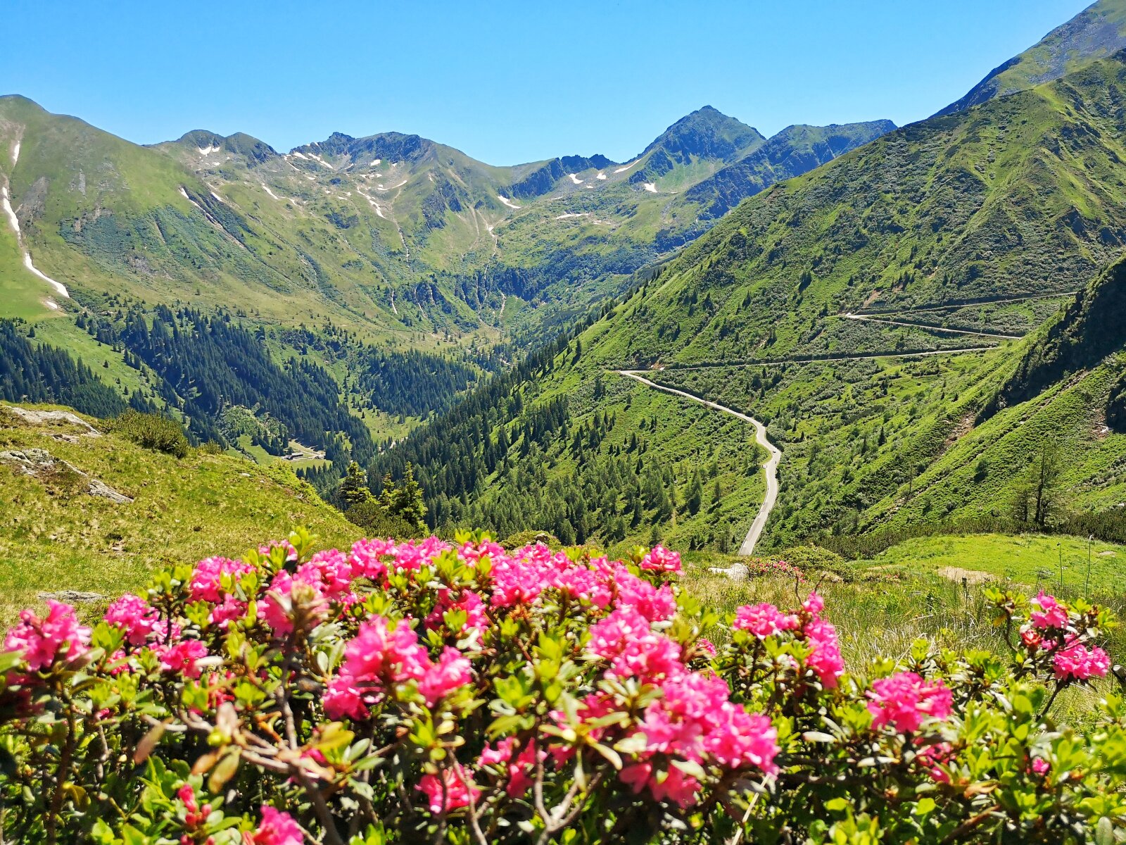 Almwiese Sölktal: nyílik az alpesi rózsa | Fotó: Schladming - Dachstein
