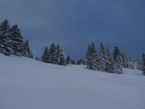 a behavazott erdőket nagyon szeretem