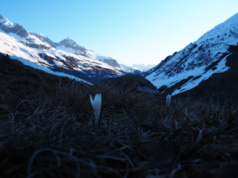 ha a hó elolvad az első virág a kikerics