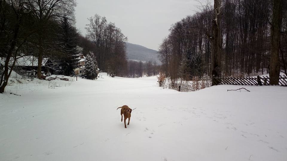 Bánkúton is sokáig kitartott a természetes hó.