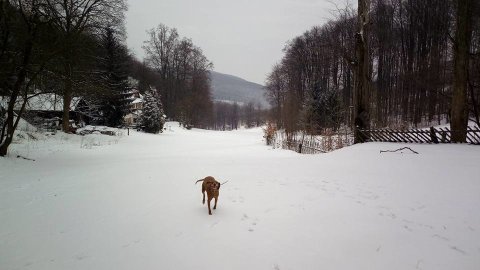 Bánkúton is sokáig kitartott a természetes hó.