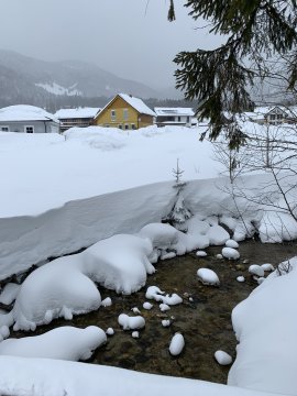 Patak és egy fenyőfa a hó alatt