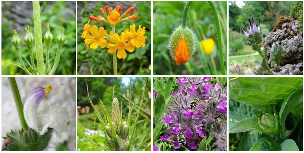 Alpesi kert 2.000 féle különleges növénnyel | © Alpengarten Bad Aussee facebook