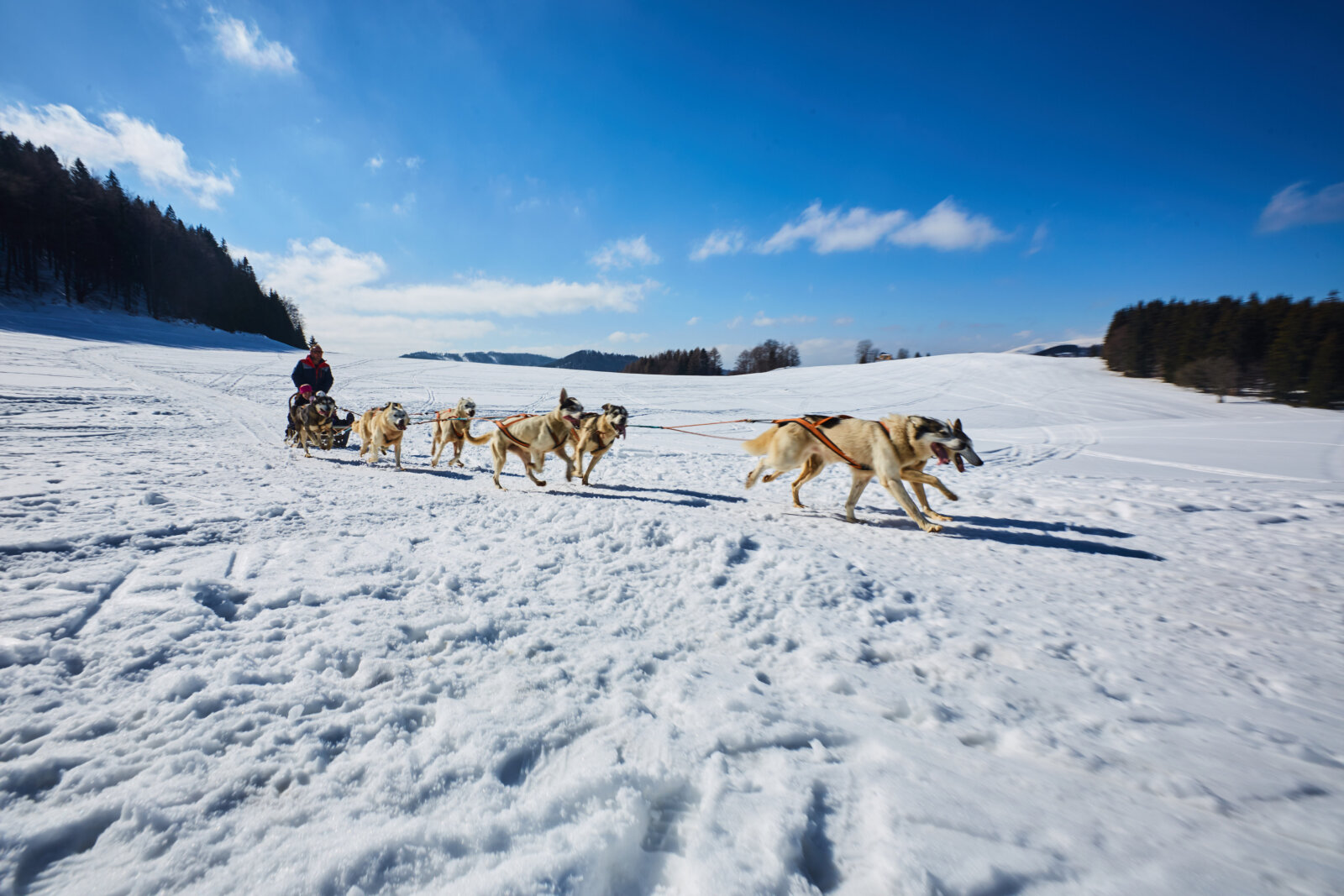 A kutyaszánozás is népszerű program – husky fogat Donovalyban