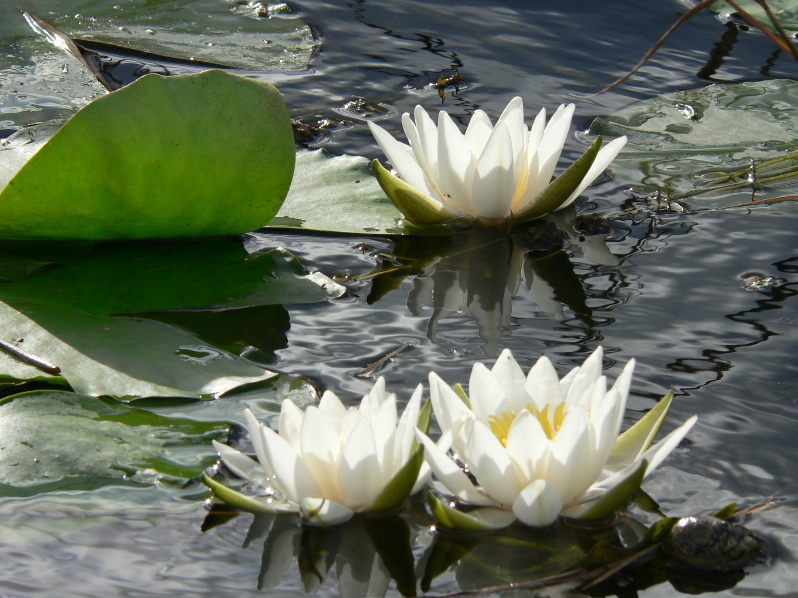 Tündérrózsa a Hévíz-patakon