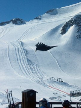 Egy csóka a Motte pályáinak előterében