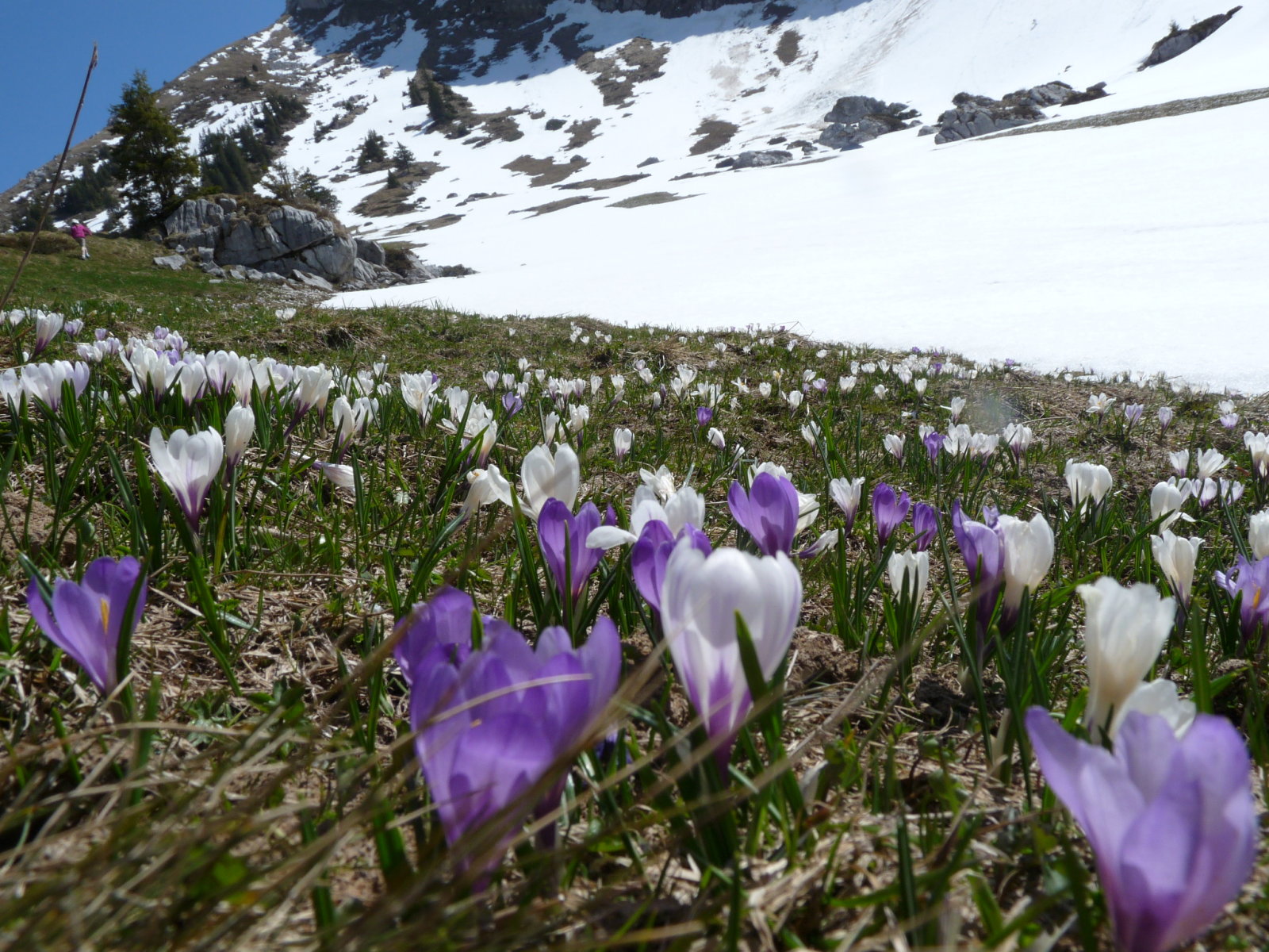 miután elolvad a hó az első virág a kikerics