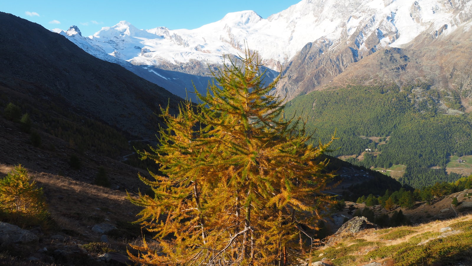 Citrus fenyő, túrázás Saas Almagell környékén