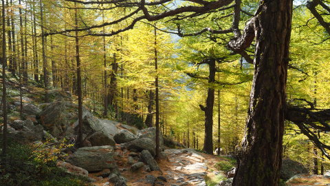 Ősszel nagyon szépek a színek