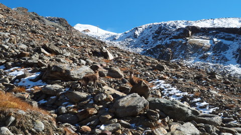 Lefelé jövet a zerge kérdőn néz rám, mit akarok én itt. Kb. 3 méterre volt tőlem