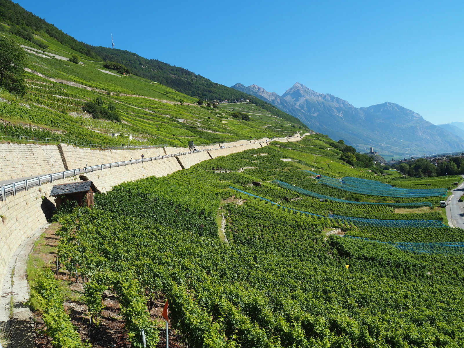 szőlőültetvény mindenütt