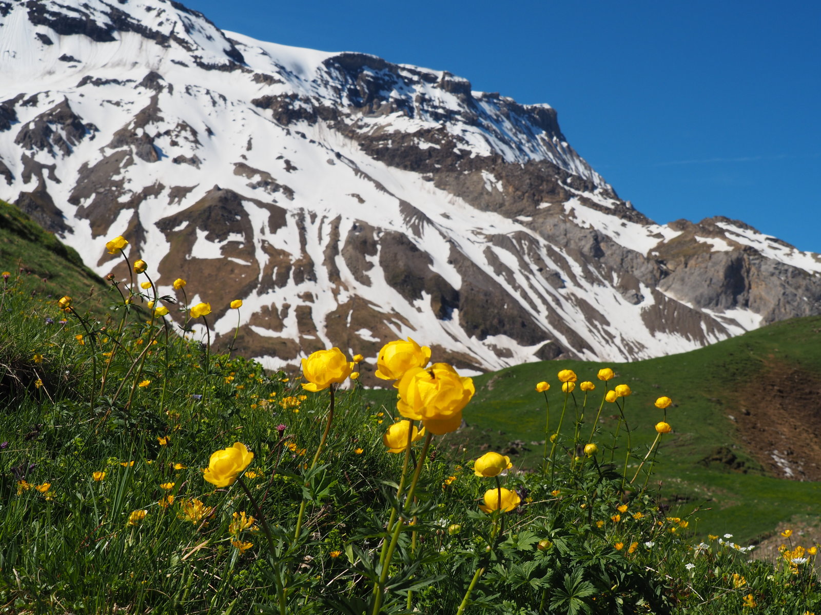 ahol elolvadt a hó már nyílnak a virágok