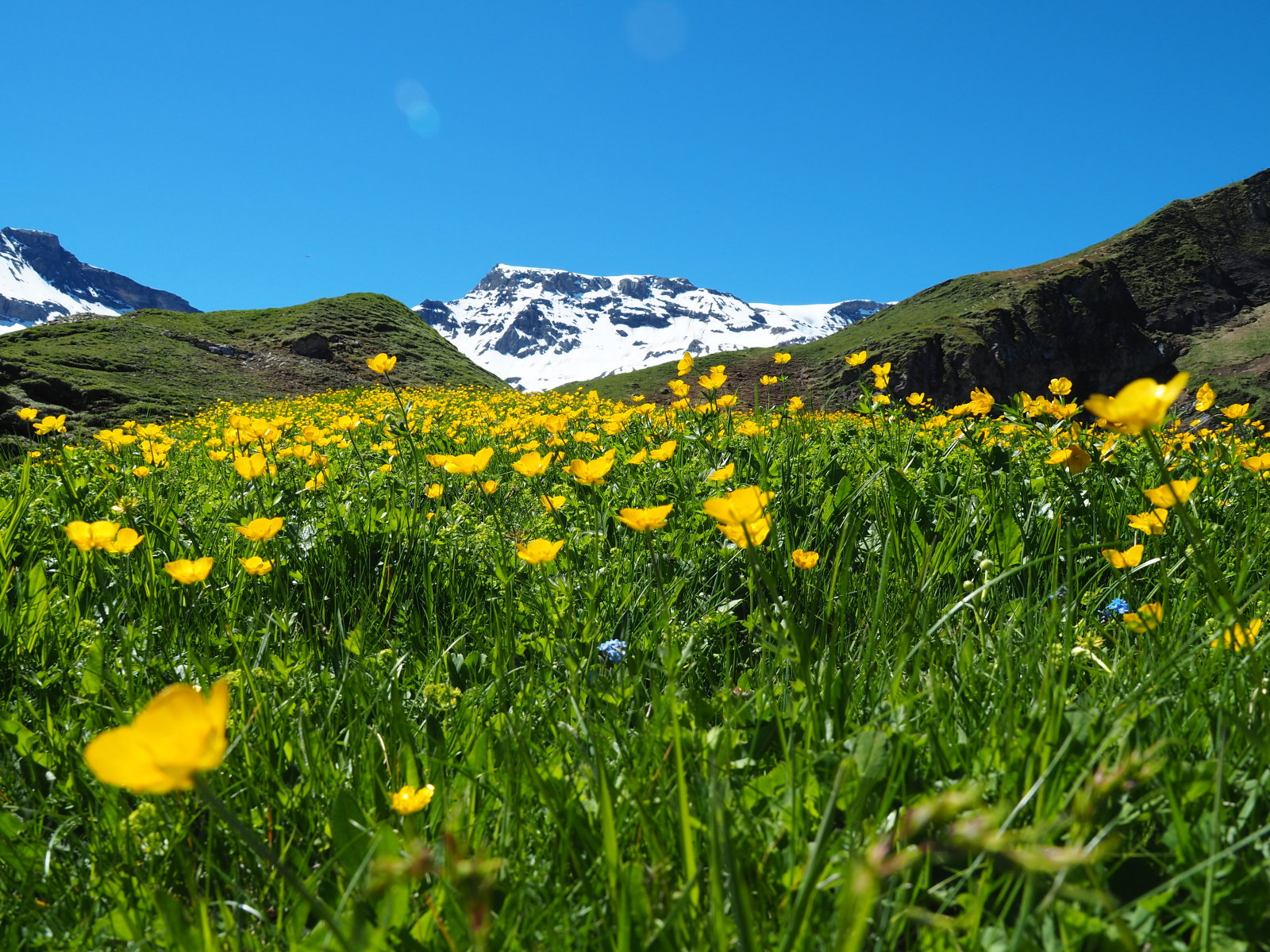 sárga, zöld, fehér, kék színek