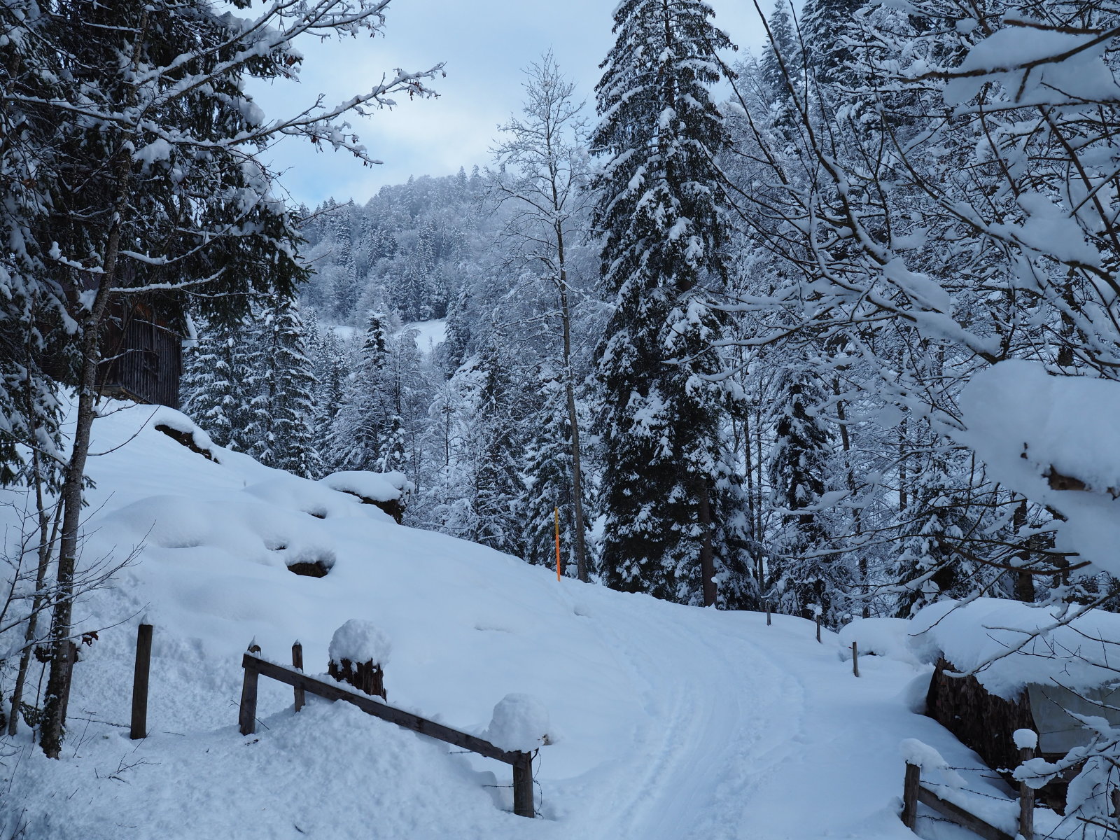 havazás után csak úgy roskadnak a fák a hótól